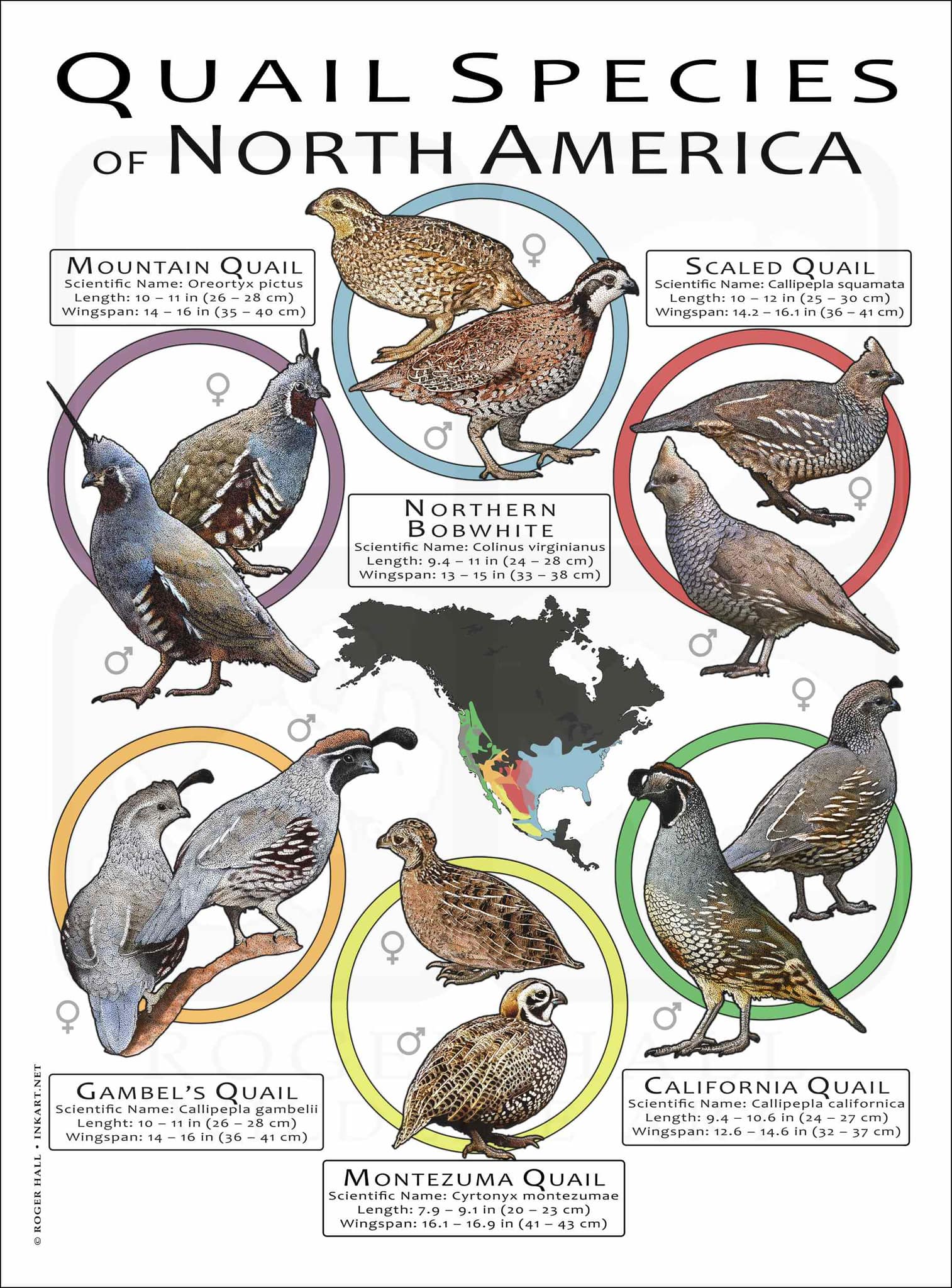 Bobwhite Mexican Speckeled quail exotică – detaliu penaj înaltă rezoluție