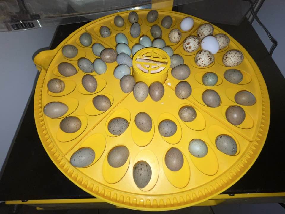 Incubator galben rotund cu ouă verzi de prepelițe pitice chinezești (King Quail) în primele zile de incubație